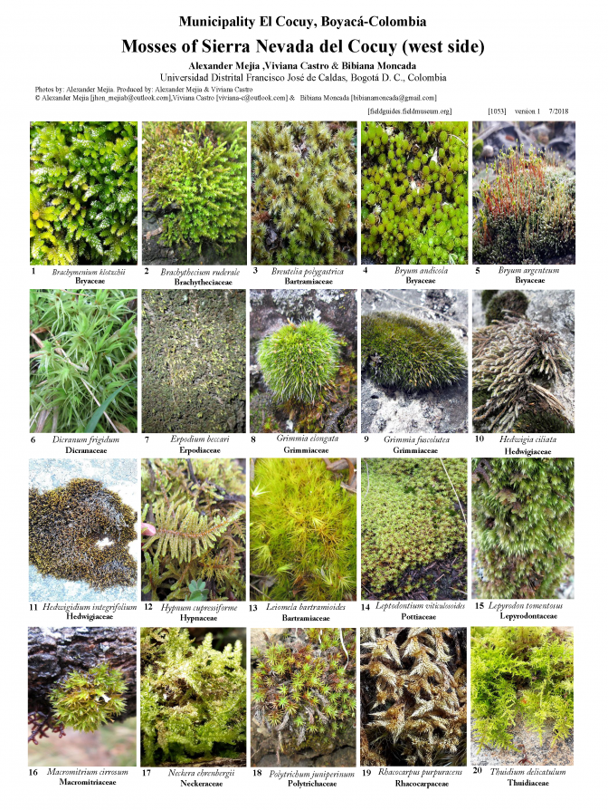 1053_colombia_mosses_of_nevada_del_cocuy.pdf