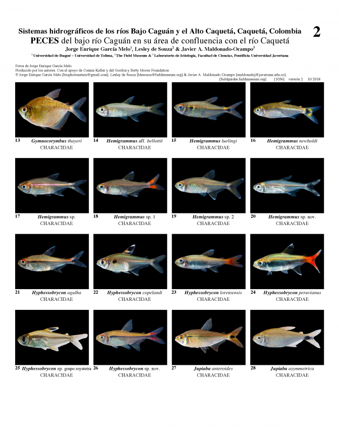  1056_colombia_fishes_of_lower_caguan_and_cqueta_rivers.pdf 