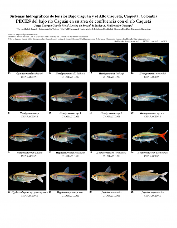 1056_colombia_fishes_of_lower_caguan_and_cqueta_rivers.pdf