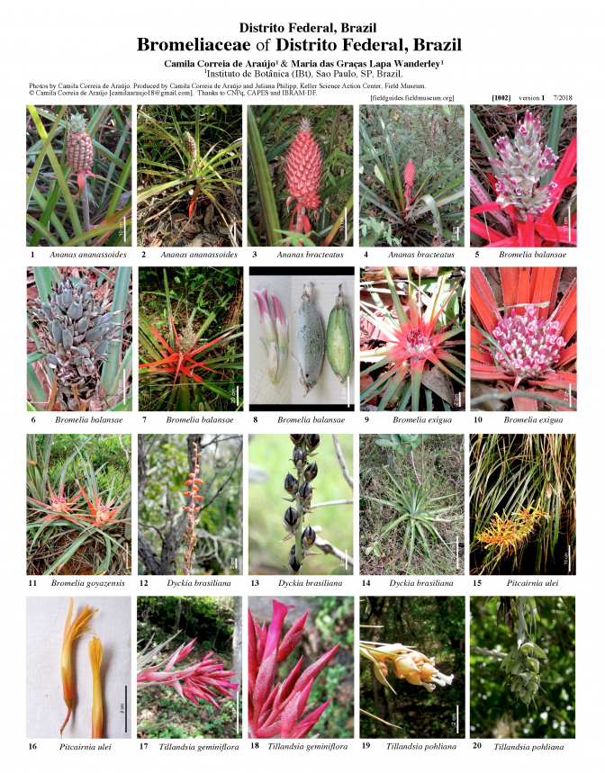 1057_brazil_bromeliaceae_of_distrito_federal.pdf 