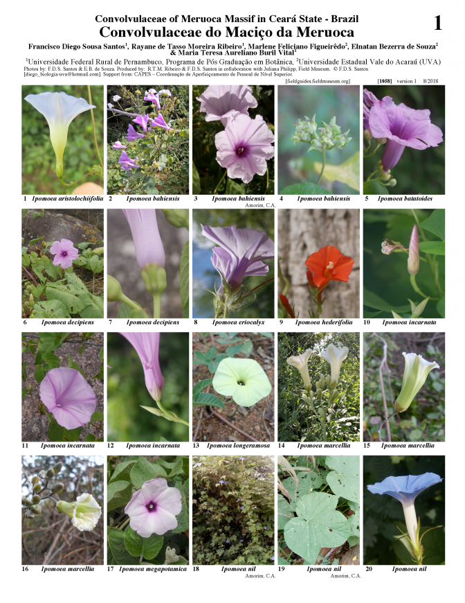  1058_convolvulaceae_do_macico_da_meruoca.pdf