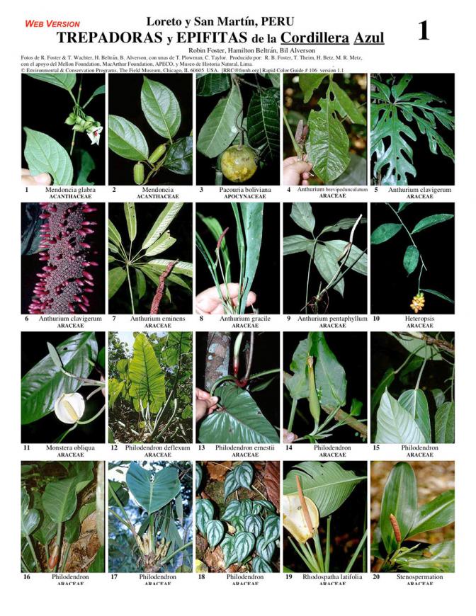 San Martín, Loreto -- Cordillera Azul Climbers & Epiphytes