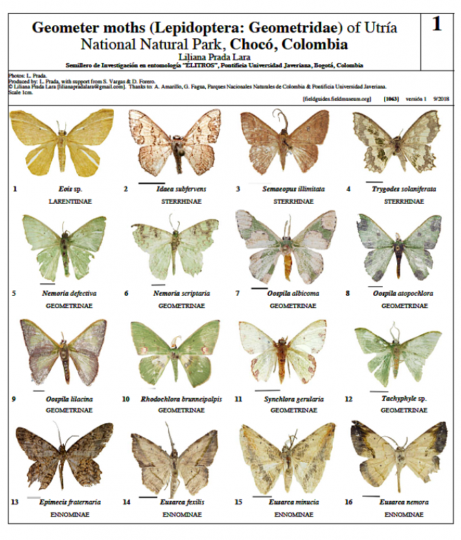 1063_colombia_geometer_moths_of_utria.pdf