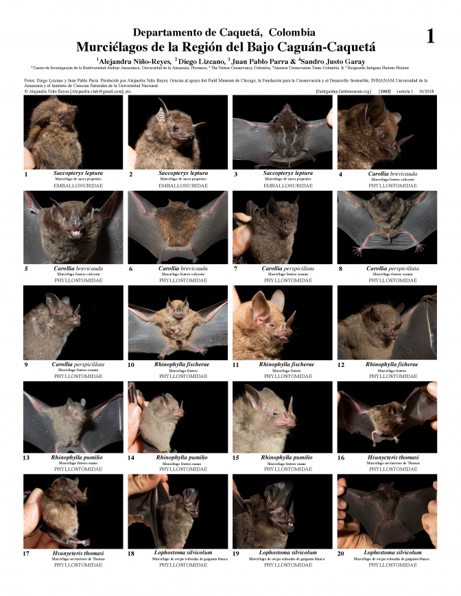 1065_colombia_bats_of_bajo_caguan-caqueta.pdf 