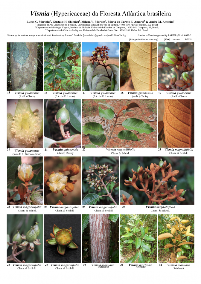1066_brazil_vismia_atlantic_forest.pdf 