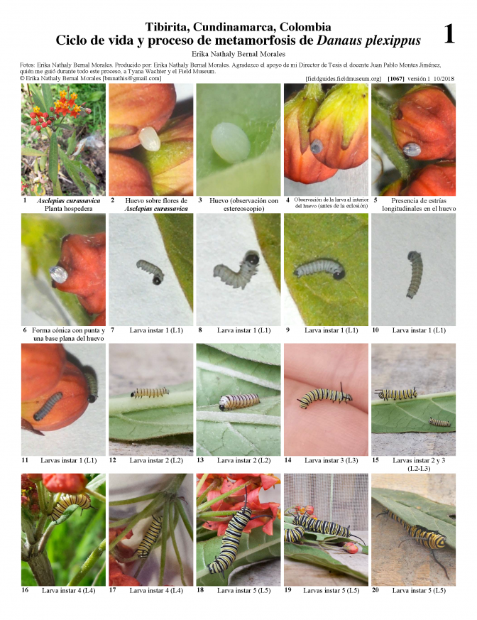 1067_colombia_life_cycle_of_danaus_plexippus.pdf