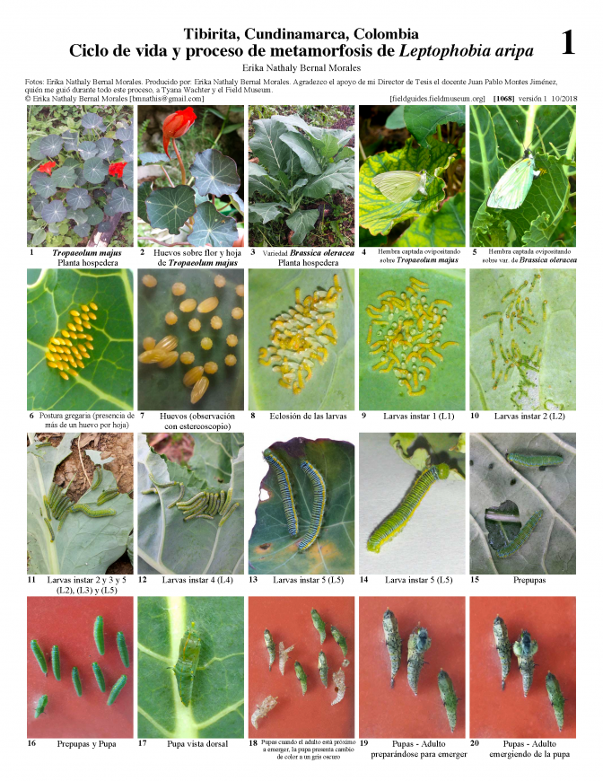 1068_colombia_metamorfosis_de_leptophobia_aripa.pdf