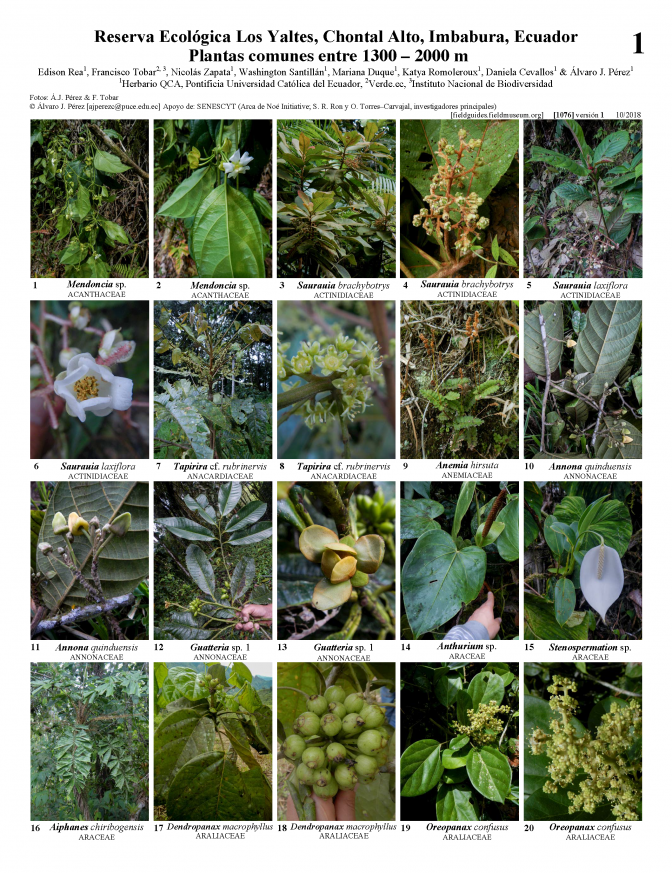 1076_ecuador_plantas_comunes_de_los_yaltes.pdf 