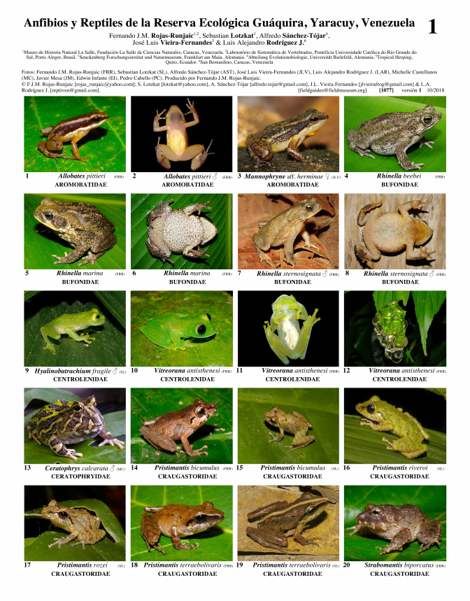 1077_venezuela_amphibians_and_reptiles_of_guaquira.pdf