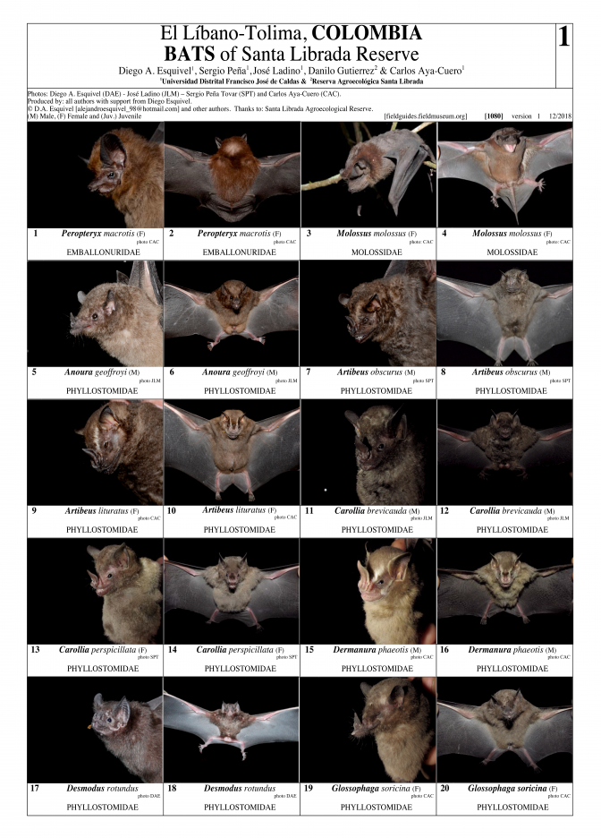 1080_colombia_bats_of_santa_librada_reserve.pdf