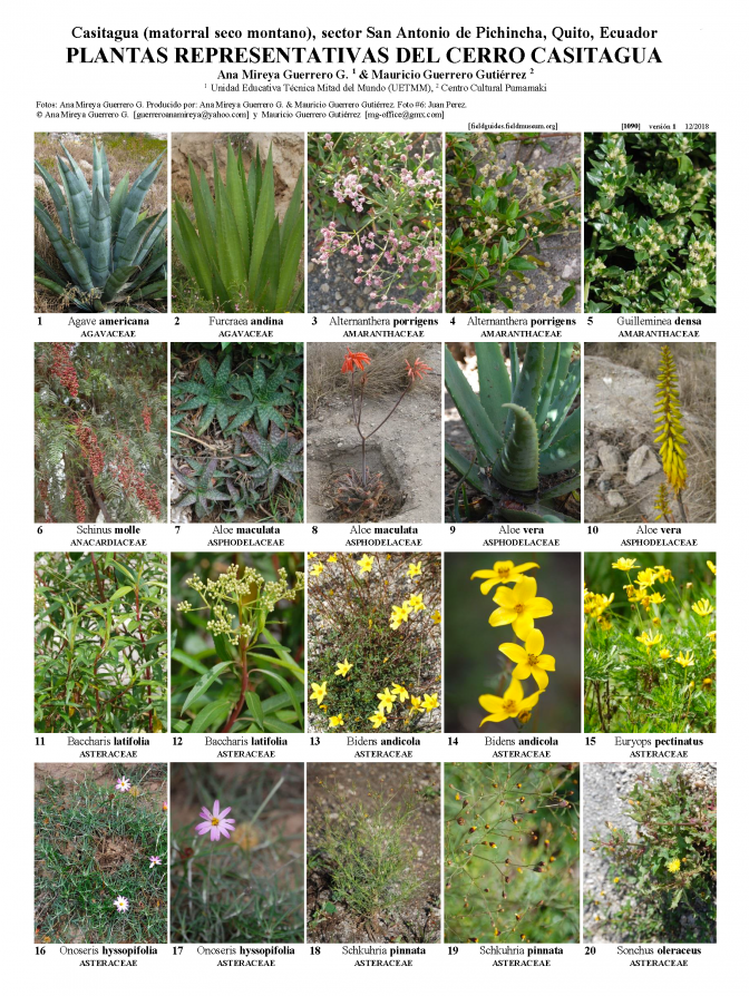  1090_ecuador_plants_of_cerro_casitagua.pdf 