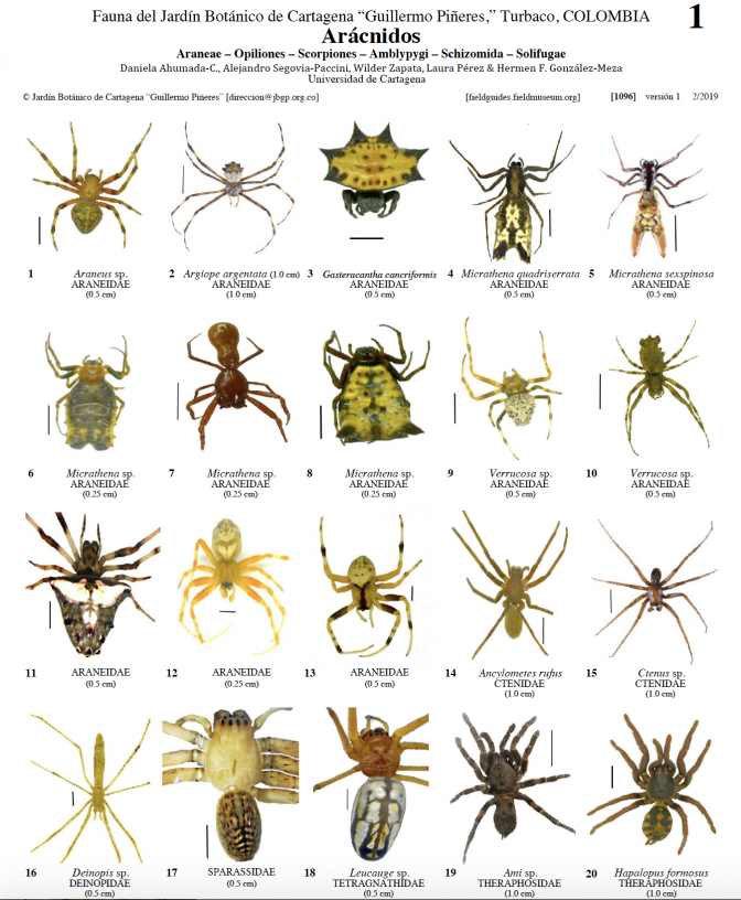 1096_colombia_aracnidos_del_jardin_botanico_de_cartagena.pdf 