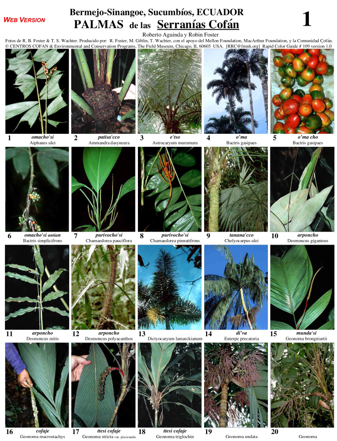 Sucumbíos -- Serranías Cofán Palms