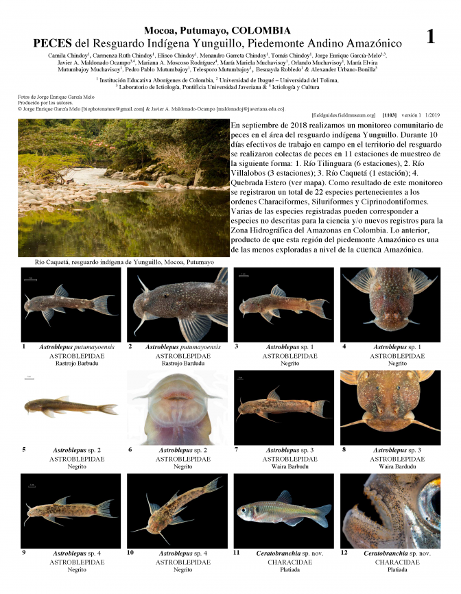 1103_colombia_fishes_of_resguardo_indigena_de_yunguillo.pdf