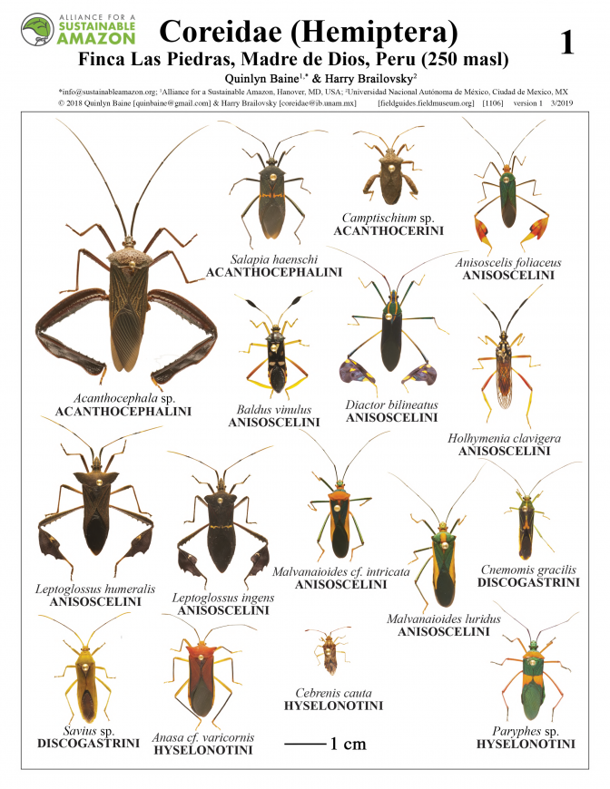 1106_peru_coreidae_of_finca_las_piedras.pdf