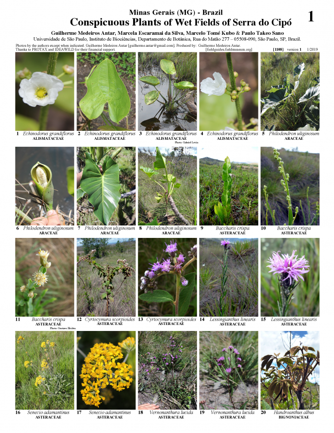 1108_brazil_plants_of_wet_fields_of_serra_do_cipo.pdf 