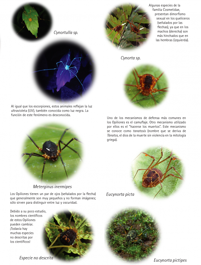 1109_costa_rica_opiliones_from_veragua_rainforest.pdf 