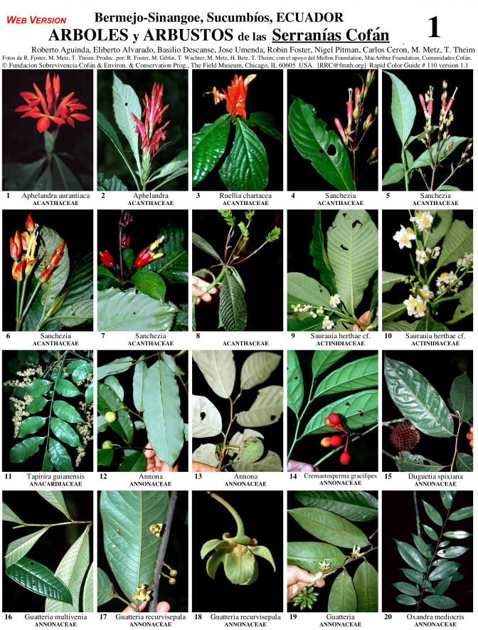 Sucumbíos -- Serranías Cofán Trees & Shrubs
