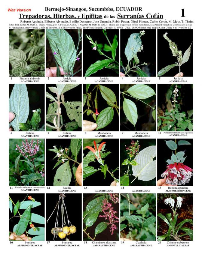 Sucumbíos -- Serranías Cofán Climbers, Herbs, Epiphytes