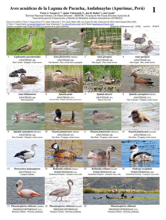 1112_peru_aves_acuaticas_de_la_laguna_pacucha.pdf