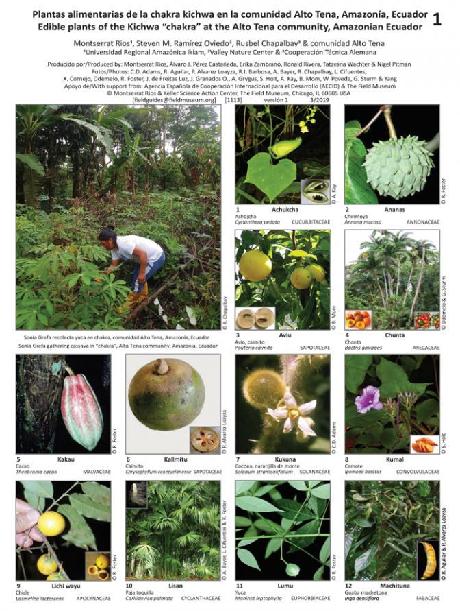  1113_ecuador_edible_plants_of_the_kichwa_chakra_kichwa_at_the_alto_tena_community.pdf 