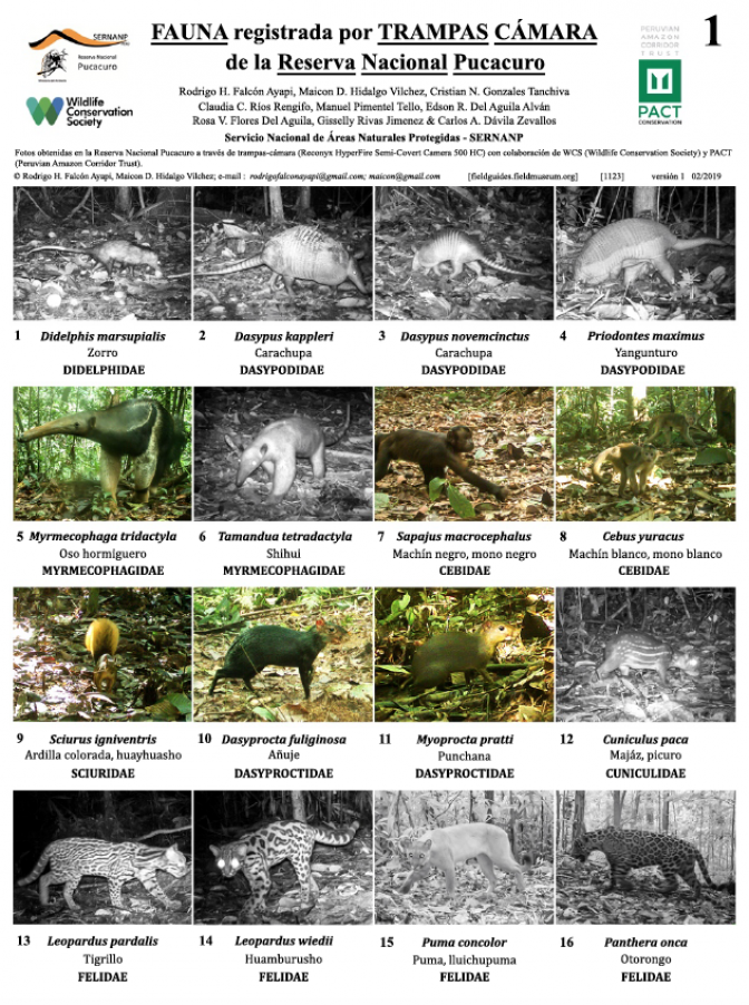  1123_peru_fauna_of_reserva_nacional_pucacuro_registered_by_camera_trap.pdf 