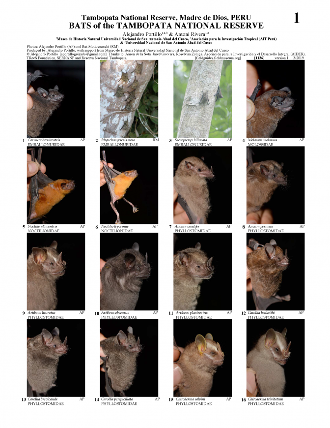1126_peru_bats_of_the_tambopata_national_reserve.pdf