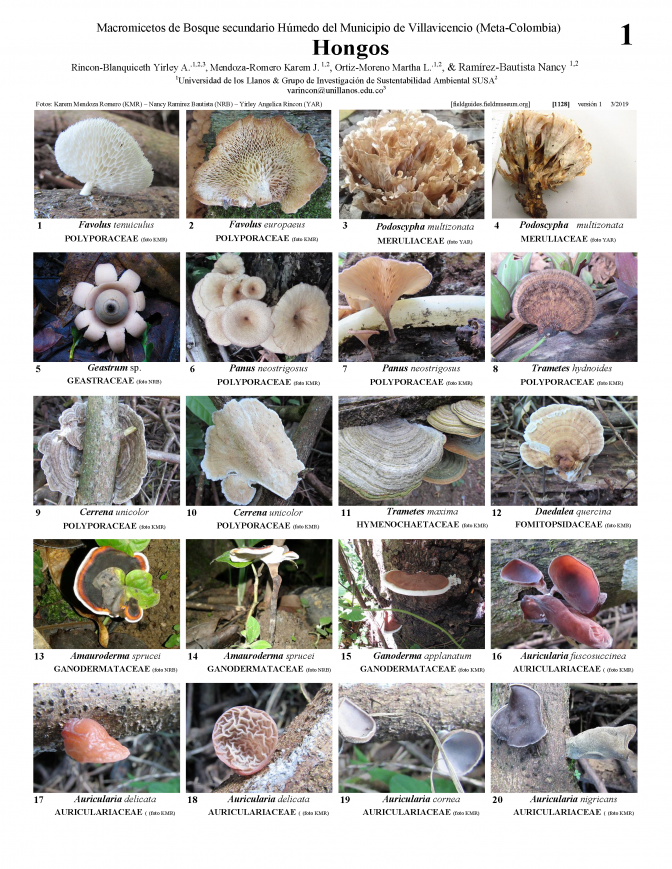 1128_colombia_hongos_of_villavicencio.pdf 