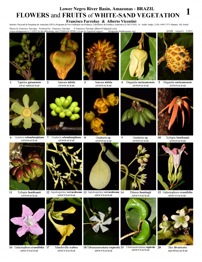 1129_brazil_white_sand_vegetation_flowers_and_fruits.pdf 