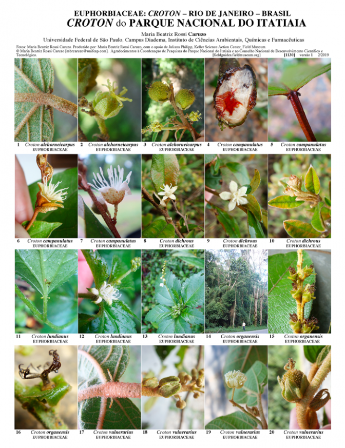 1130_brazil_croton_of_itatiaia_national_park.pdf 