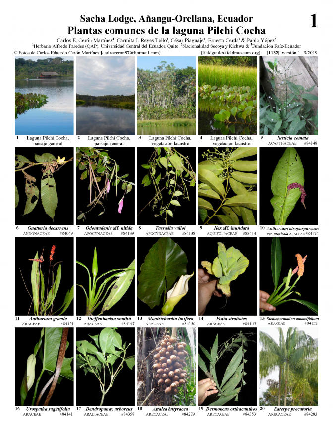 1132_ecuador_plants_of_pilchi_cocha.pdf 