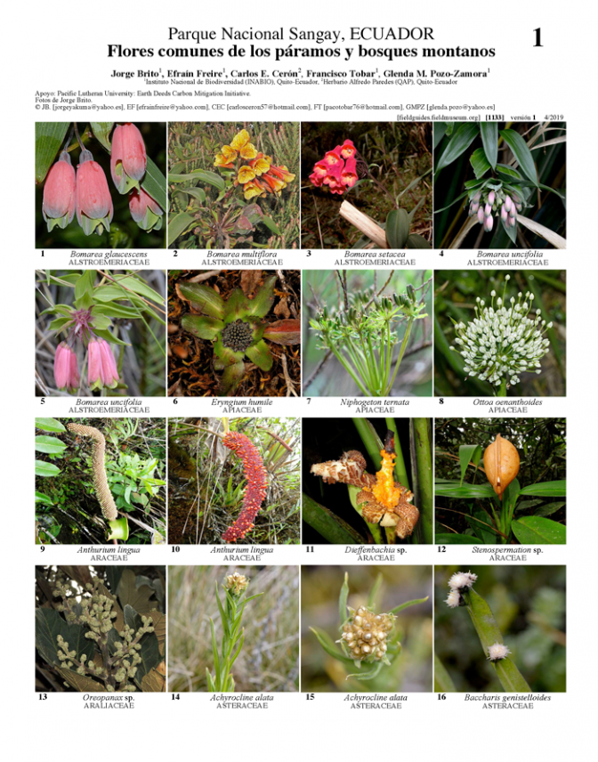  1133_ecuador_flores_comunes_de_los_paramos_y_bosques_montanos_.pdf