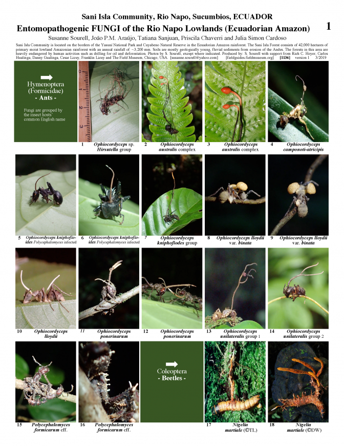 1136_ecuador_entomopathogenic_fungi_of_rio_napo.pdf 