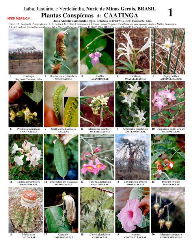 Minas Gerais -- Conspicous Plants of the Caatinga