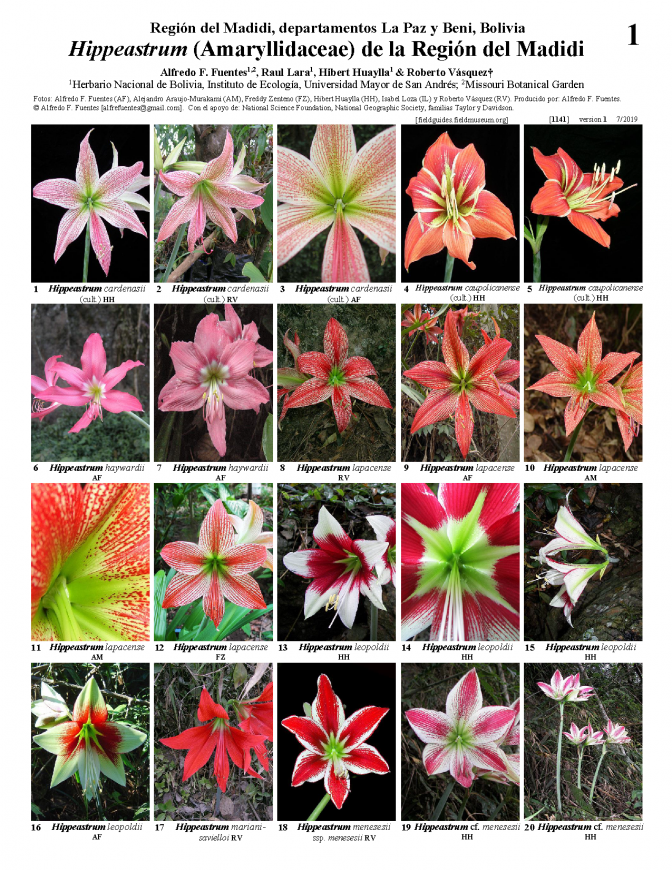 1141_bolivia_hippeastrum_of_madidi_region.pdf 