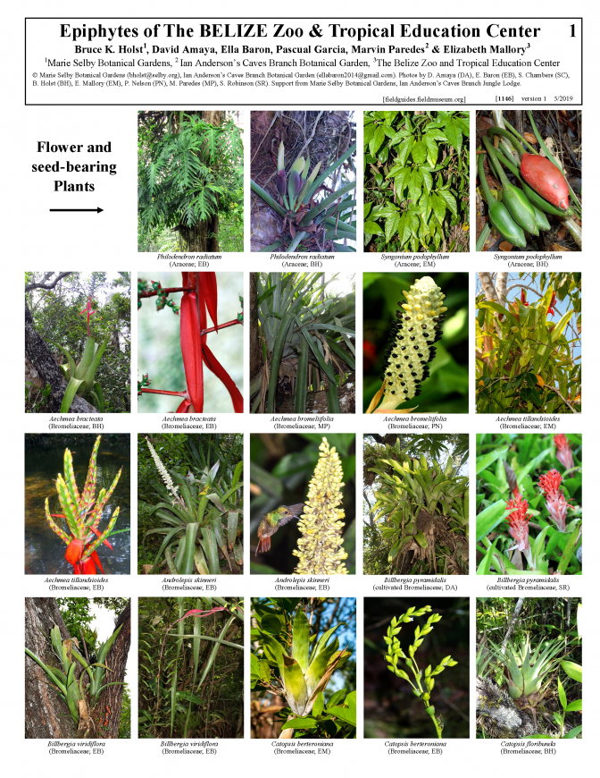 1146_belize_epiphytes_of_the_belize_zoo.pdf
