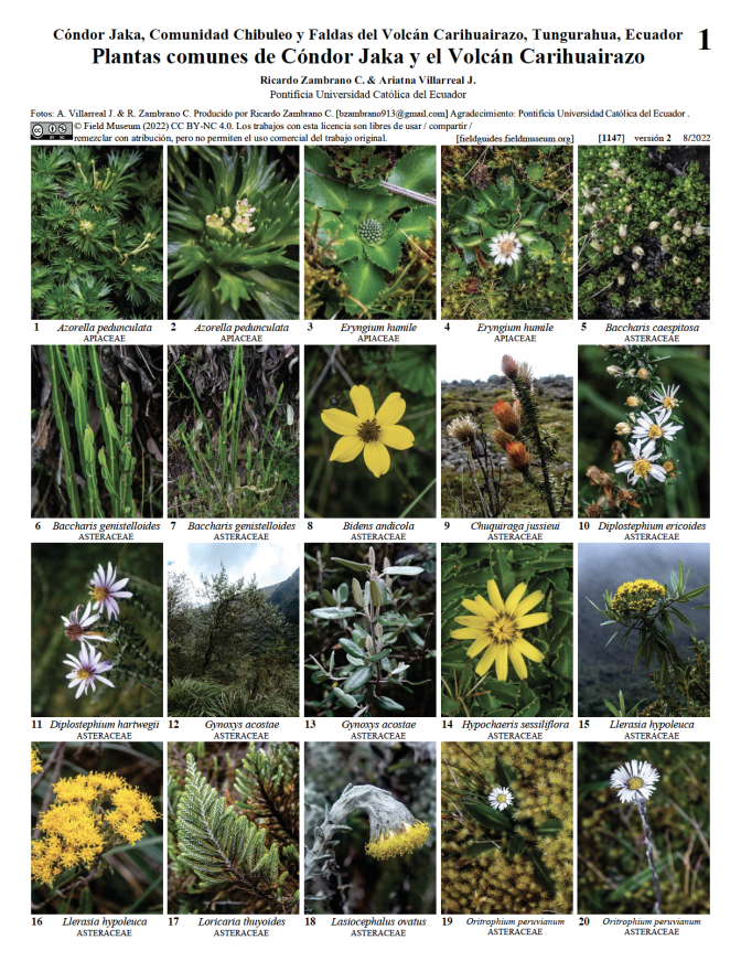 1147_ecuador_plantascomunes_condojaka_volcancarihuairazo.pdf