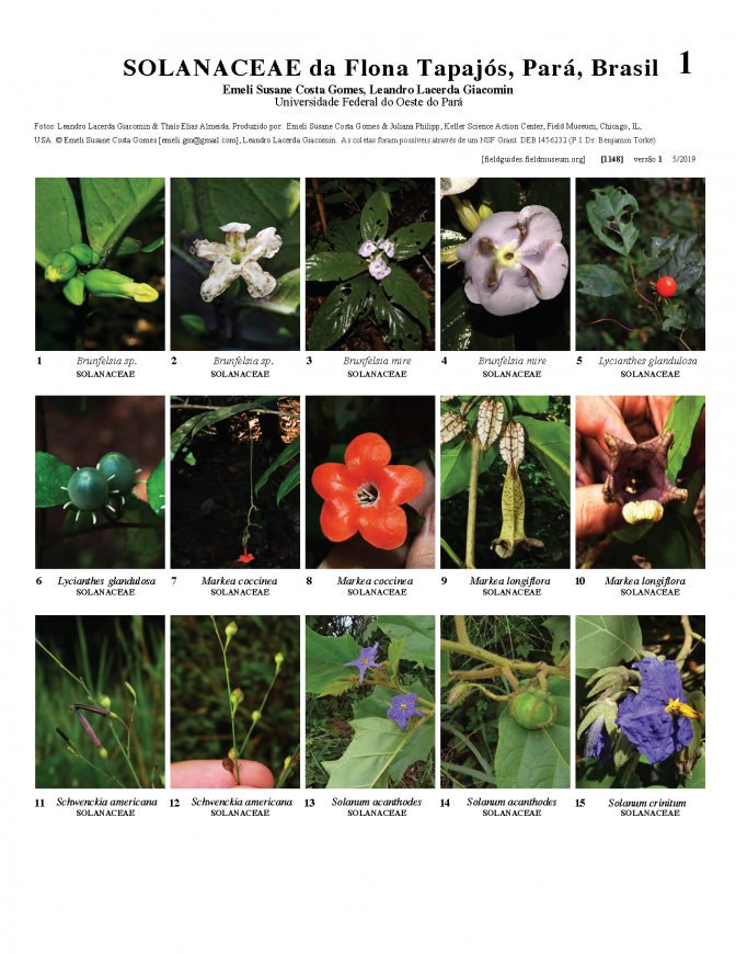 1148_brazil_solanaceae_da_flona_tapajos.pdf 