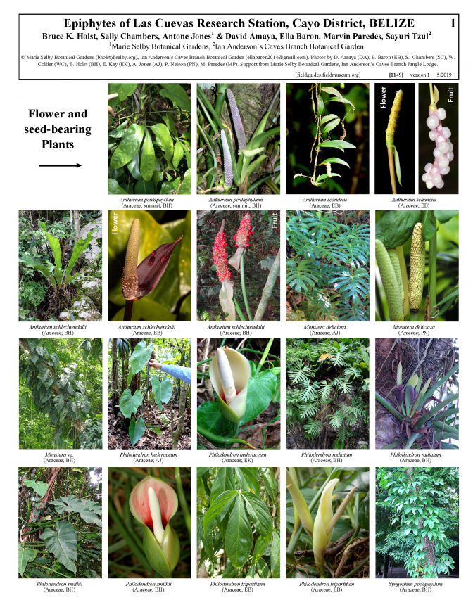 1149_belize_epiphytes_of_las_cuevas_research_station.pdf