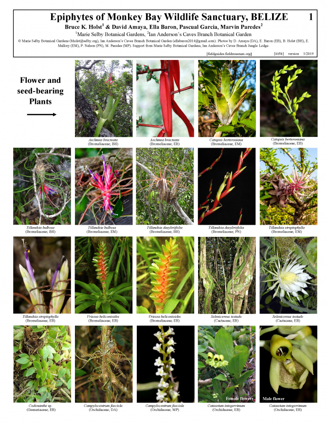 1151_belize_epiphytes_of_monkey_bay_wildlife_sanctuary.pdf 