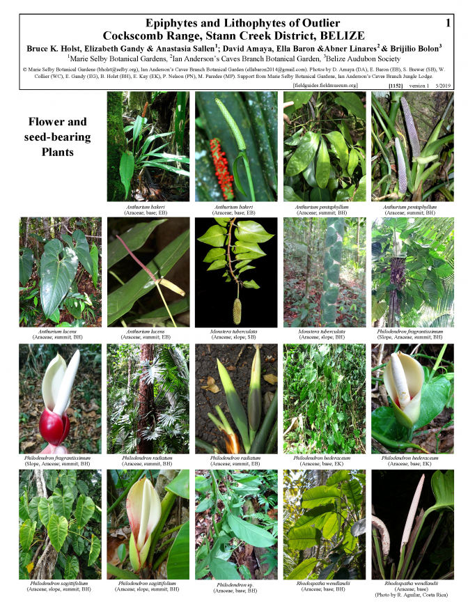 1152_belize_epiphytes_and_lithophytes_of_outlier.pdf 