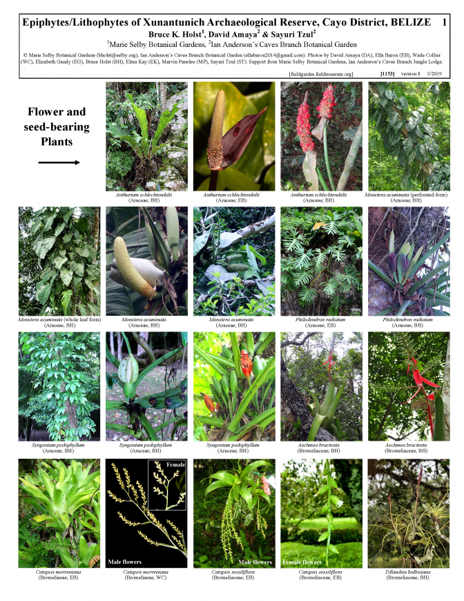 1153_belize_epiphytes_and_lithophytes_of_xunantunich_reserve.pdf