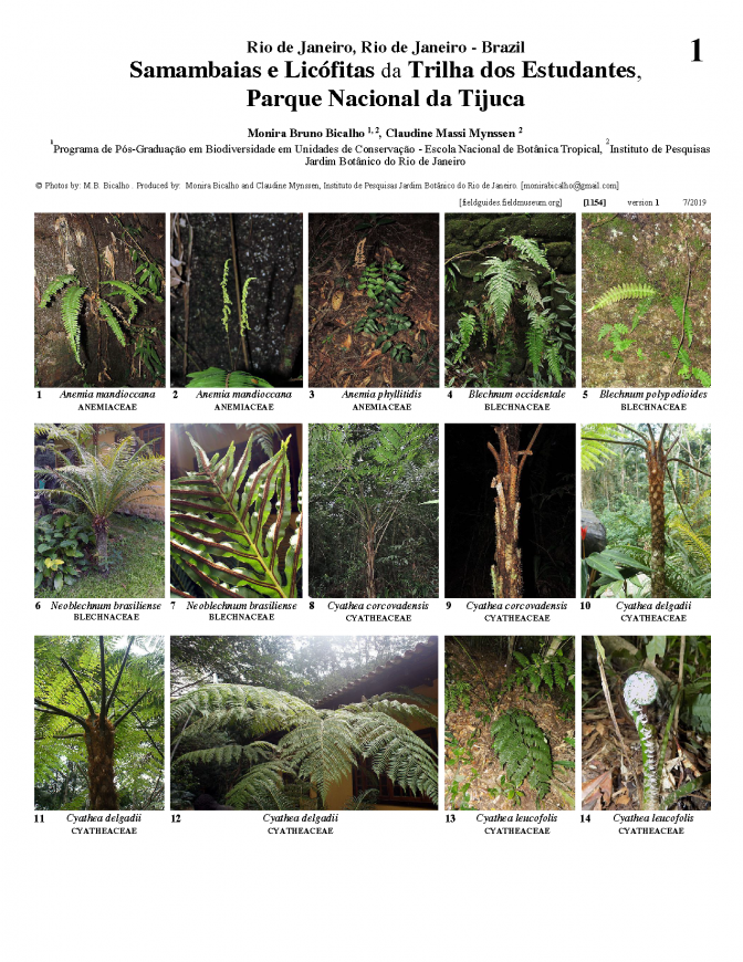 1154_brazil_ferns_lycophytes_of_the_students_trail_tijuca.pdf