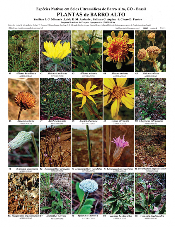 1165_brazil_plants_of_barro_alto_go.pdf 