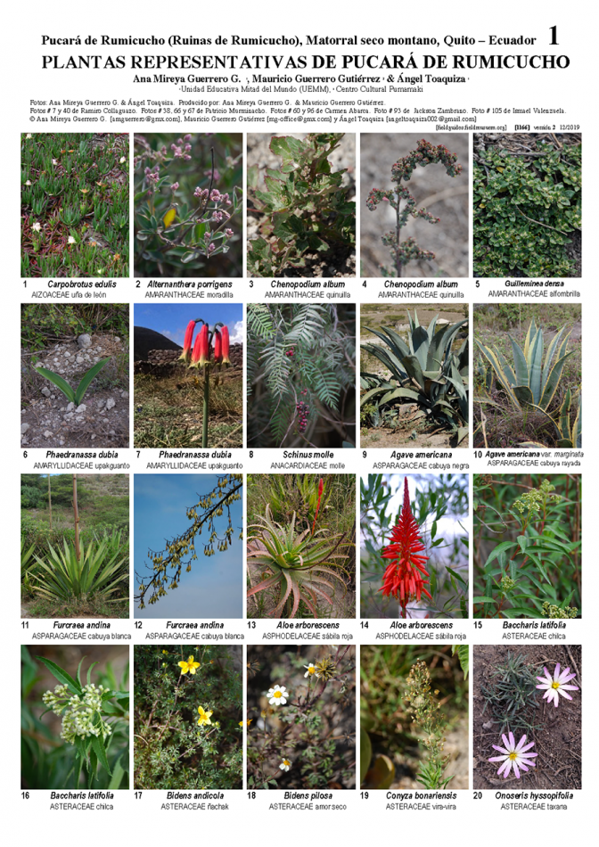 1166_ecuador_representatives_plants_of_pucara.pdf
