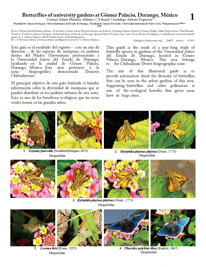 1167_mexico_butterflies_of_gomez_palacio_university.pdf 