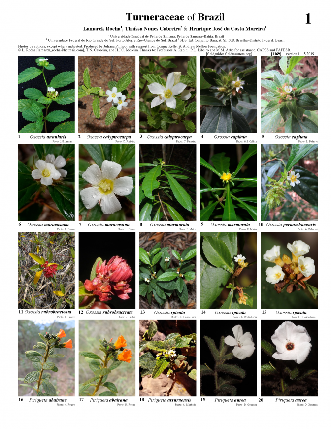1169_brazil_turneraceae_of_brazil.pdf 