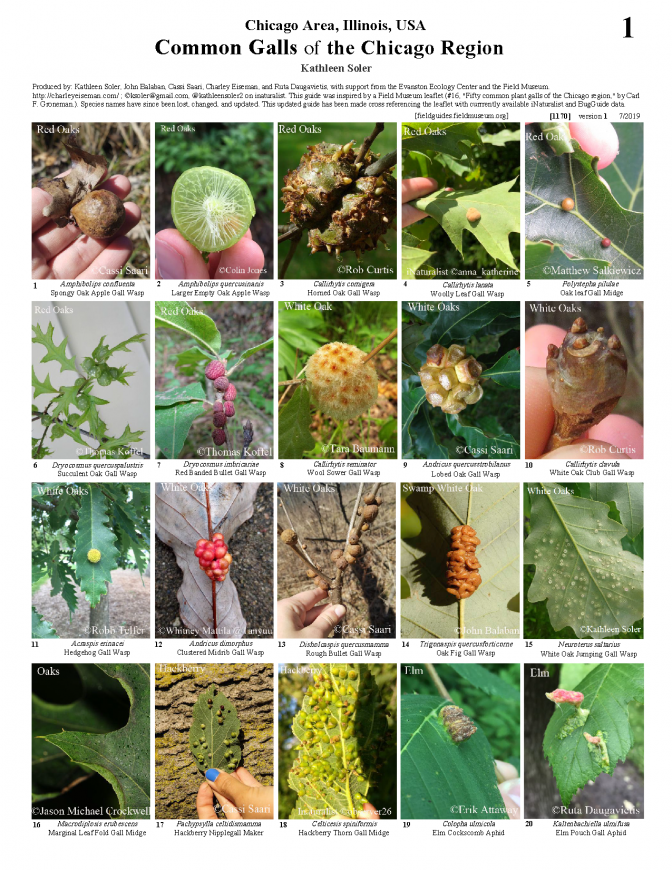 1170_usa_common_galls_of_the_chicago_region.pdf 