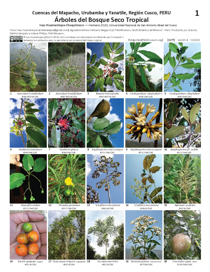 1177_peru_trees_of_tropical_dry_forest.pdf 