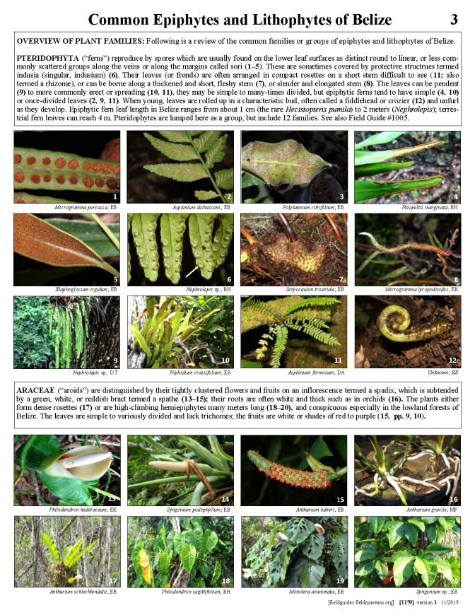 1179_belize_common_epiphytes_and_lithophytes.pdf 